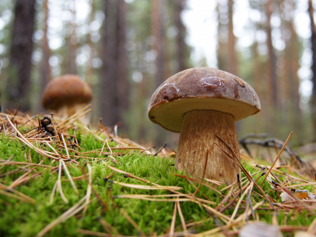 Обои картинки фото природа, грибы, белые