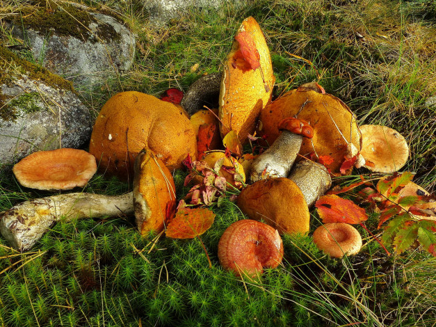 Обои картинки фото природа, грибы, листва, натюрморт