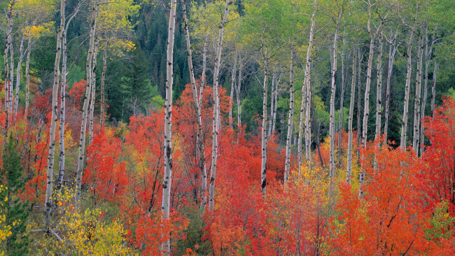Обои картинки фото природа, лес, березы, осень