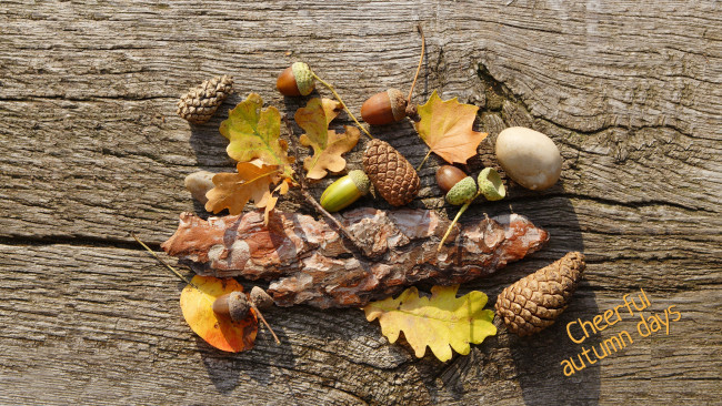 Обои картинки фото природа, шишки, жёлуди, каштаны, шишка, желудь, листья, осень, кора