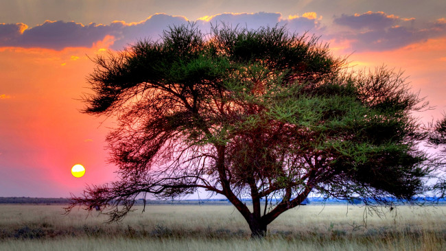 Обои картинки фото sunset, over, kalahari, природа, деревья, степь, трава, закат, дерево, солнце