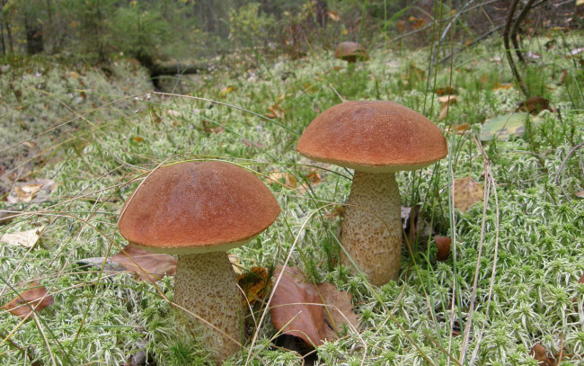Обои картинки фото mushroom, природа, грибы, трава, подосиновики, листья
