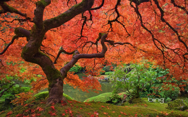 Обои картинки фото природа, деревья, осень, дерево
