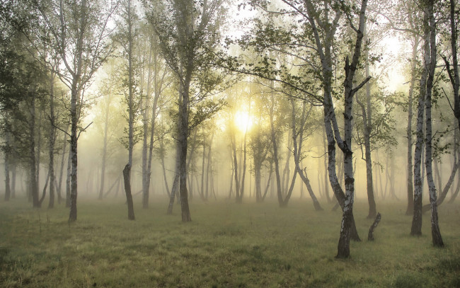 Обои картинки фото природа, лес, березы, туман, рассвет