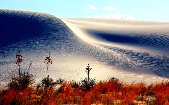 Обои картинки фото sand, dunes, природа, пустыни, дюны, песок, пустыня, трава, цветы