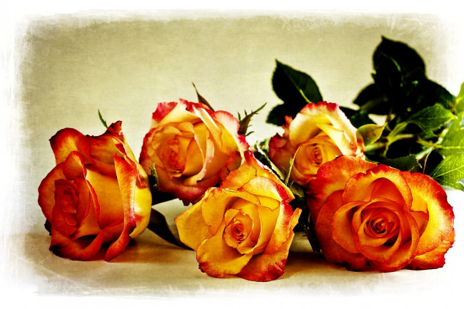 Обои картинки фото цветы, розы, лепестки, оранжевый