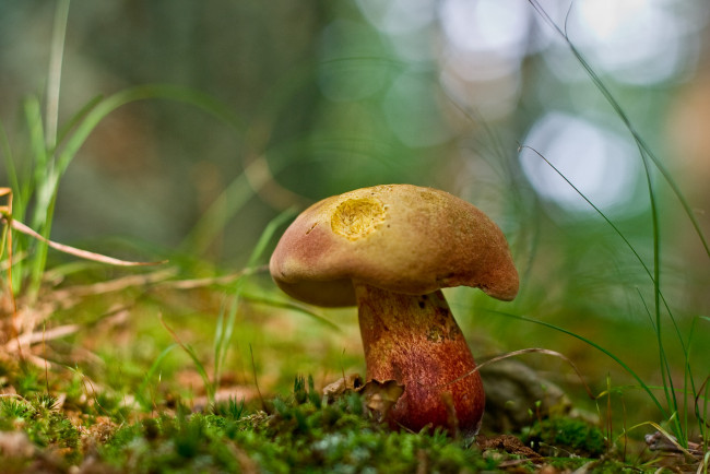 Обои картинки фото mushroom, природа, грибы, листья, трава, гриб