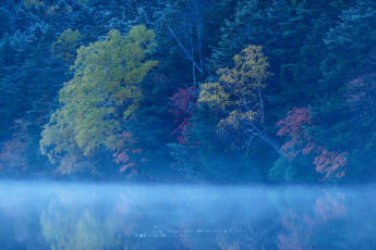 Картинка природа реки озера туман озеро деревья лес