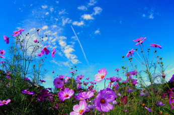 обоя цветы, ромашки, лето, небо, поле