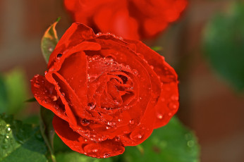 Картинка цветы розы розовая бутон роза цветение лепестки