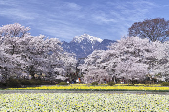 Картинка природа горы нарциссы поле цветение цветущие деревья весна пейзаж