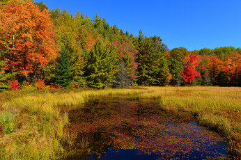Картинка природа реки озера деревья трава пруд лес небо осень