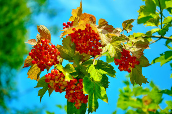 Картинка природа Ягоды +калина листья калина красные ягоды небо