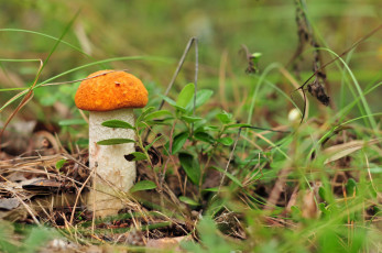 Картинка природа грибы лес гриб