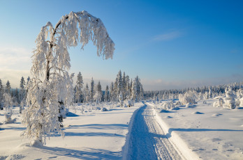 Картинка природа дороги деревья снег