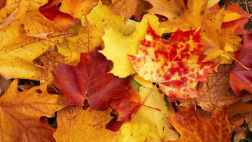 Картинка природа листья желтые осень