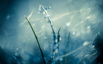 Картинка природа макро изморозь травинка лед зима холод