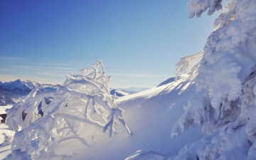Картинка природа зима ветки горы снег деревья