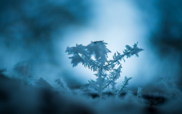 Картинка природа макро холод зима снег синий