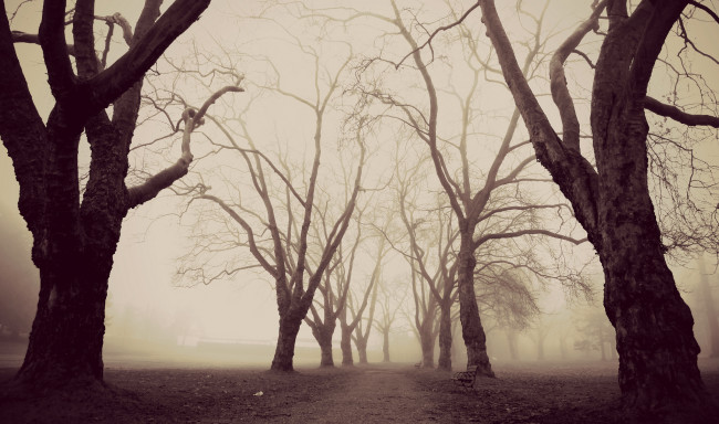 Обои картинки фото природа, дороги, туман, деревья, парк