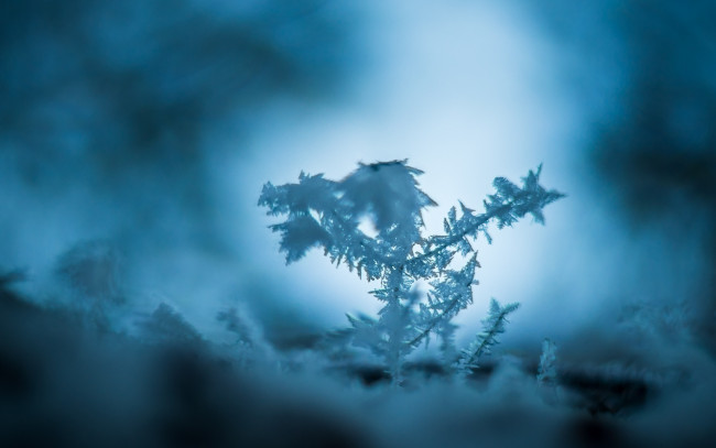 Обои картинки фото природа, макро, холод, зима, снег, синий