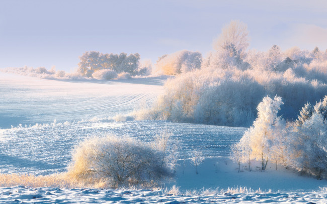 Обои картинки фото природа, зима, иней, лес, деревья, снег, утро