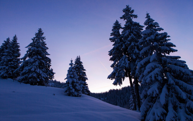 Обои картинки фото природа, зима, ночь, снег, деревья