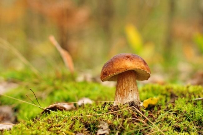 Обои картинки фото природа, грибы, боровик, зелень, гриб