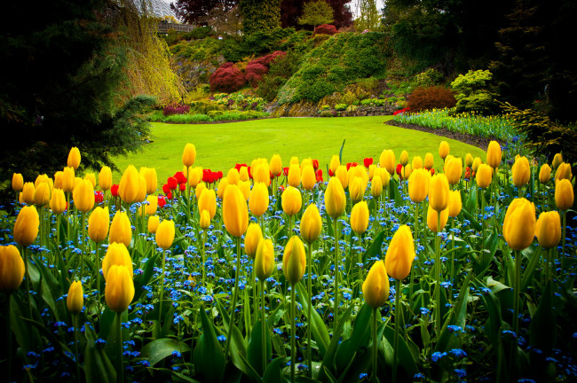 Обои картинки фото queen elizabeth park vancouver, природа, парк, кусты, цветы, тюльпаны, газон, канада, деревья