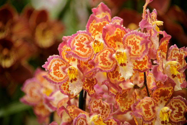 Обои картинки фото цветы, орхидеи, flowering, orchids, flowers, цветение