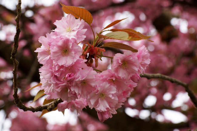 Обои картинки фото цветы, сакура,  вишня, цветущее, дерево, ветка