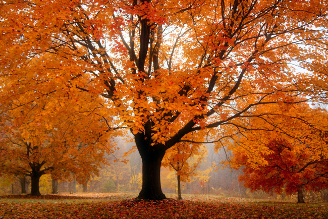Обои картинки фото природа, деревья, туман, оранжевая, листва, парк, осень