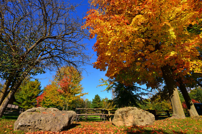 Обои картинки фото природа, парк, камни, забор, небо, осень, дерево