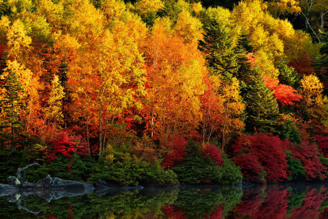 Обои картинки фото природа, реки, озера, деревья, осень, отражение, река, листья, багрянец, лес