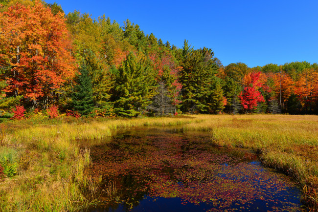 Обои картинки фото природа, реки, озера, деревья, трава, пруд, лес, небо, осень