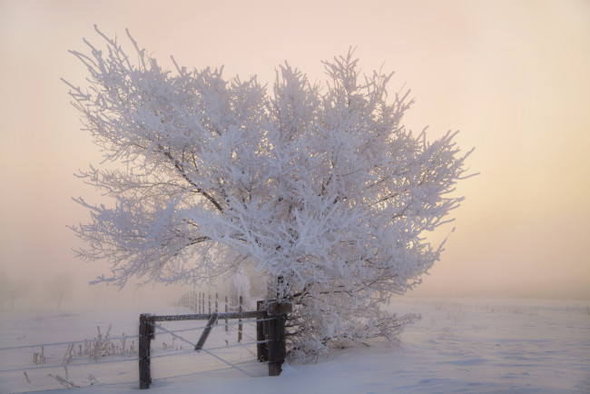 Обои картинки фото природа, зима, мороз, иней, снег, утро, дерево, забор