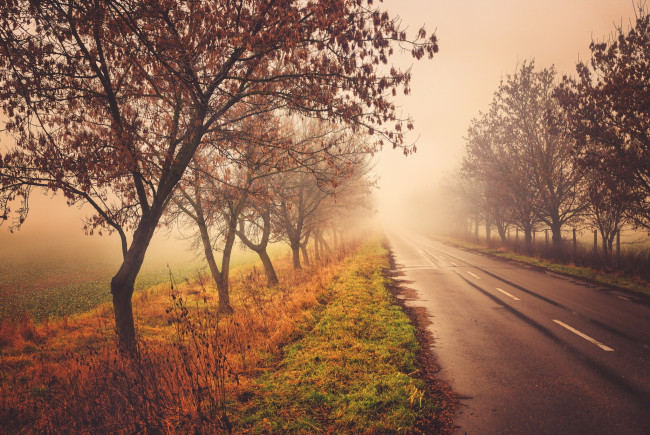 Обои картинки фото природа, дороги, туман, осень, деревья, дорога