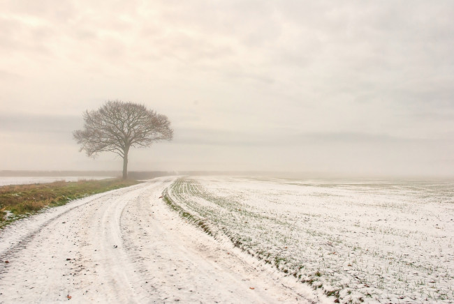 Обои картинки фото природа, зима, дерево, поле, снег