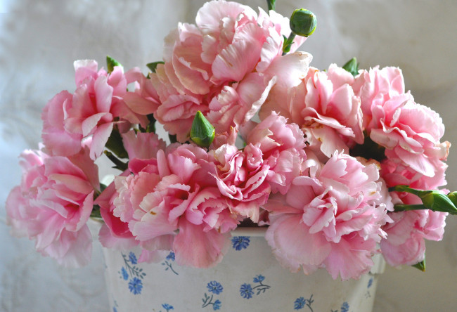 Обои картинки фото цветы, гвоздики, бутоны, ваза