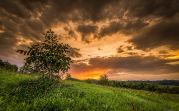 Картинка природа восходы закаты поле закат дерево