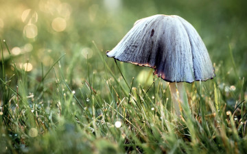 Картинка природа грибы капли боке необычный