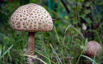 Картинка природа грибы трава зонтик