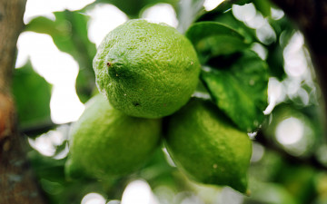 Картинка природа плоды зеленые лимоны цитрусы макро
