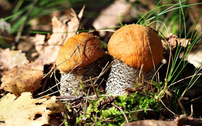 Обои картинки фото природа, грибы, листья, осень, подосиновики, пара