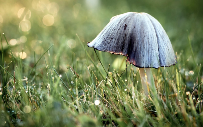 Обои картинки фото природа, грибы, капли, боке, необычный