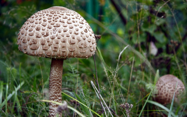 Обои картинки фото природа, грибы, трава, зонтик
