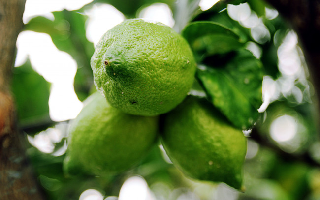 Обои картинки фото природа, плоды, зеленые, лимоны, цитрусы, макро