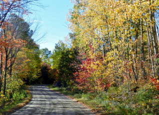 Картинка природа дороги осень дорога деревья проселочная