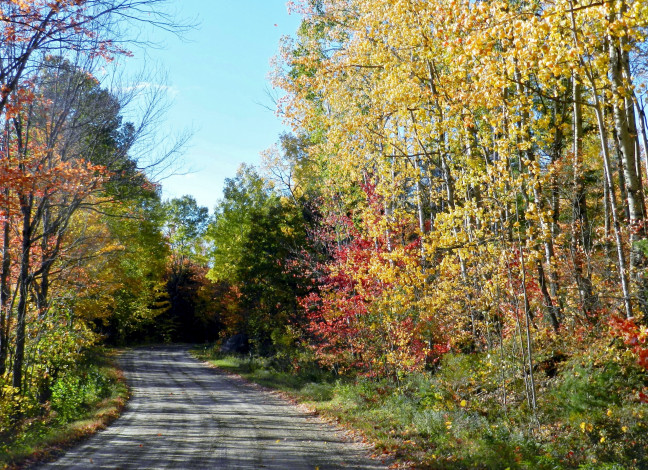 Обои картинки фото природа, дороги, осень, дорога, деревья, проселочная