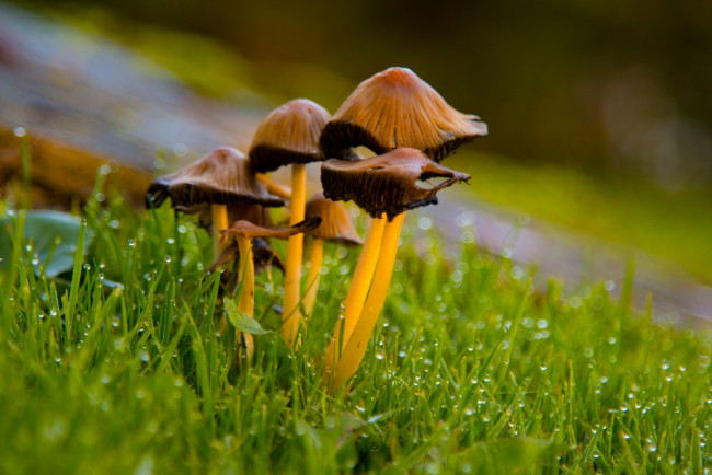 Обои картинки фото природа, грибы, трава, капли